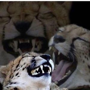 Meet your Posher, Karizma